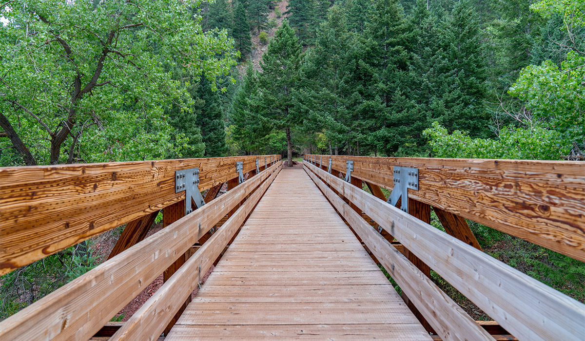 Bridge in the Forest